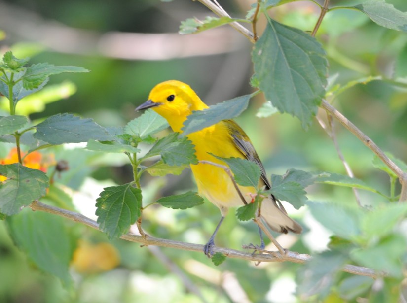 Prothonotary Warbler