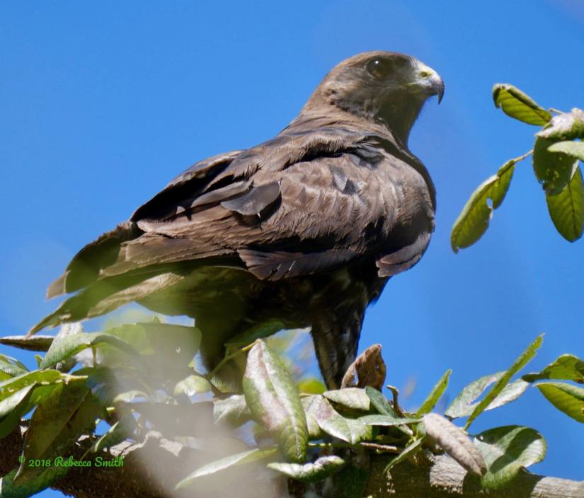 31948349_1068870999937162_6447647433521364992_o