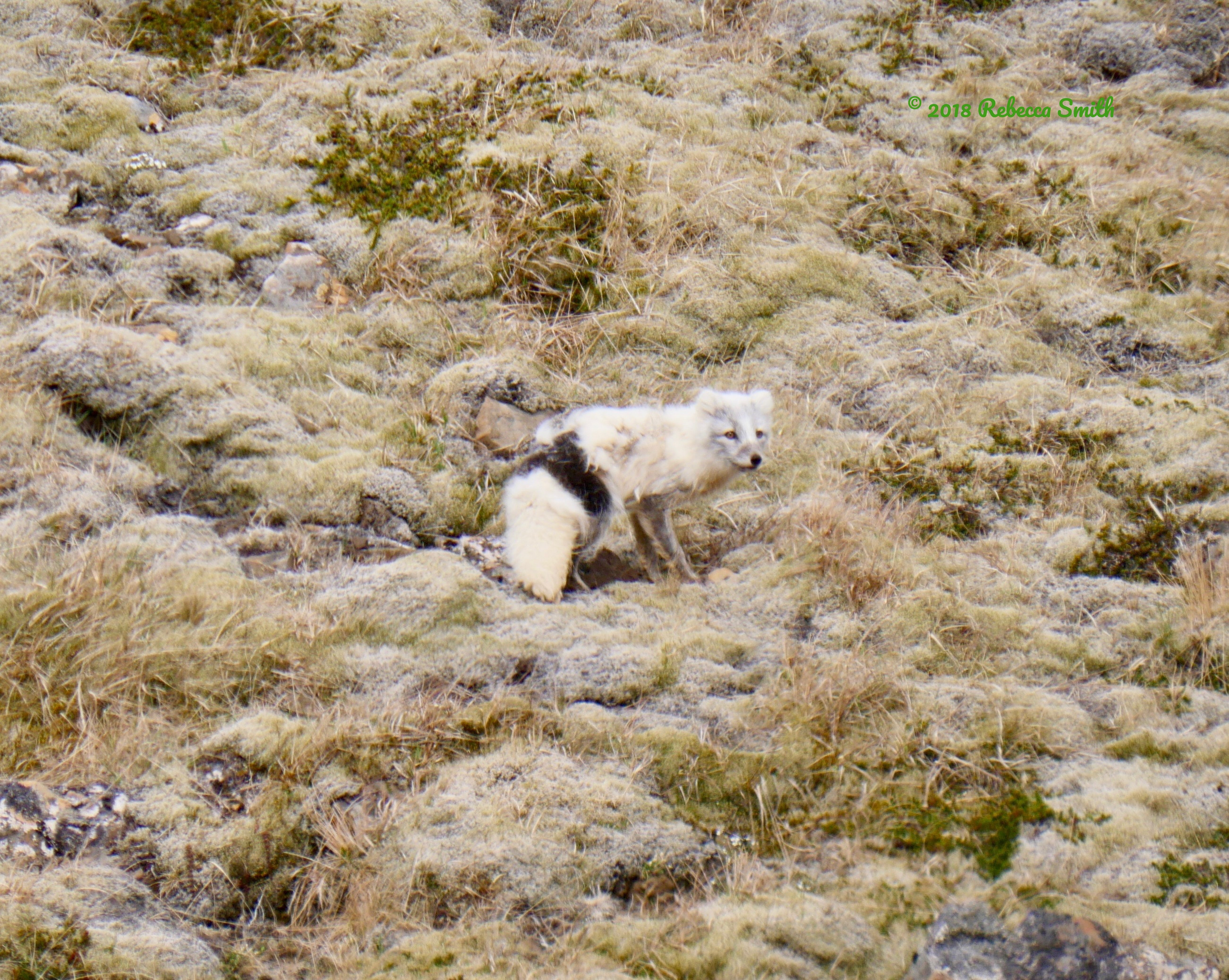 Arctic Fox