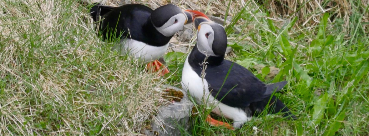Atlantic Puffins Kissing Iceland May-June 2018