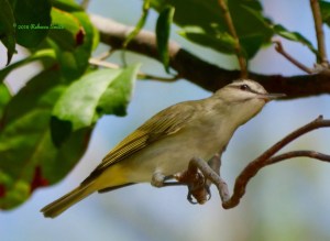 Black-whiskered Vireo- Caryfort Circle, Key Largo