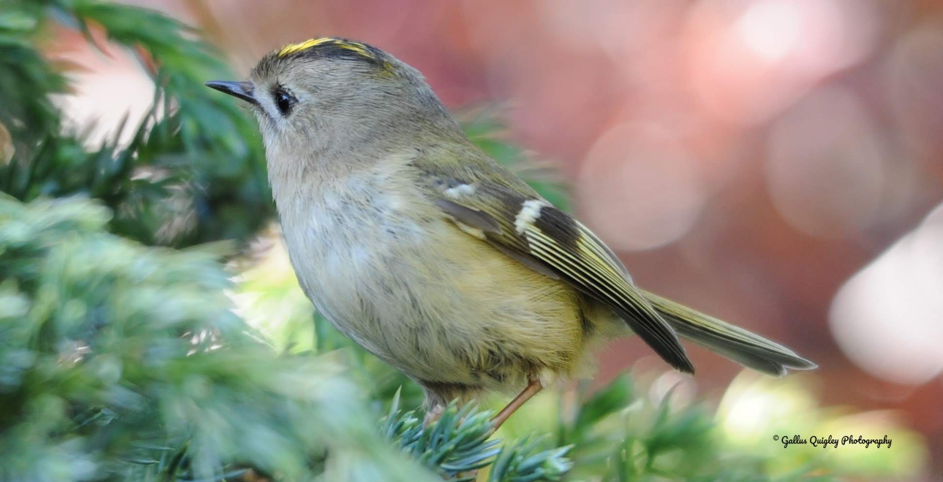 Goldcrest