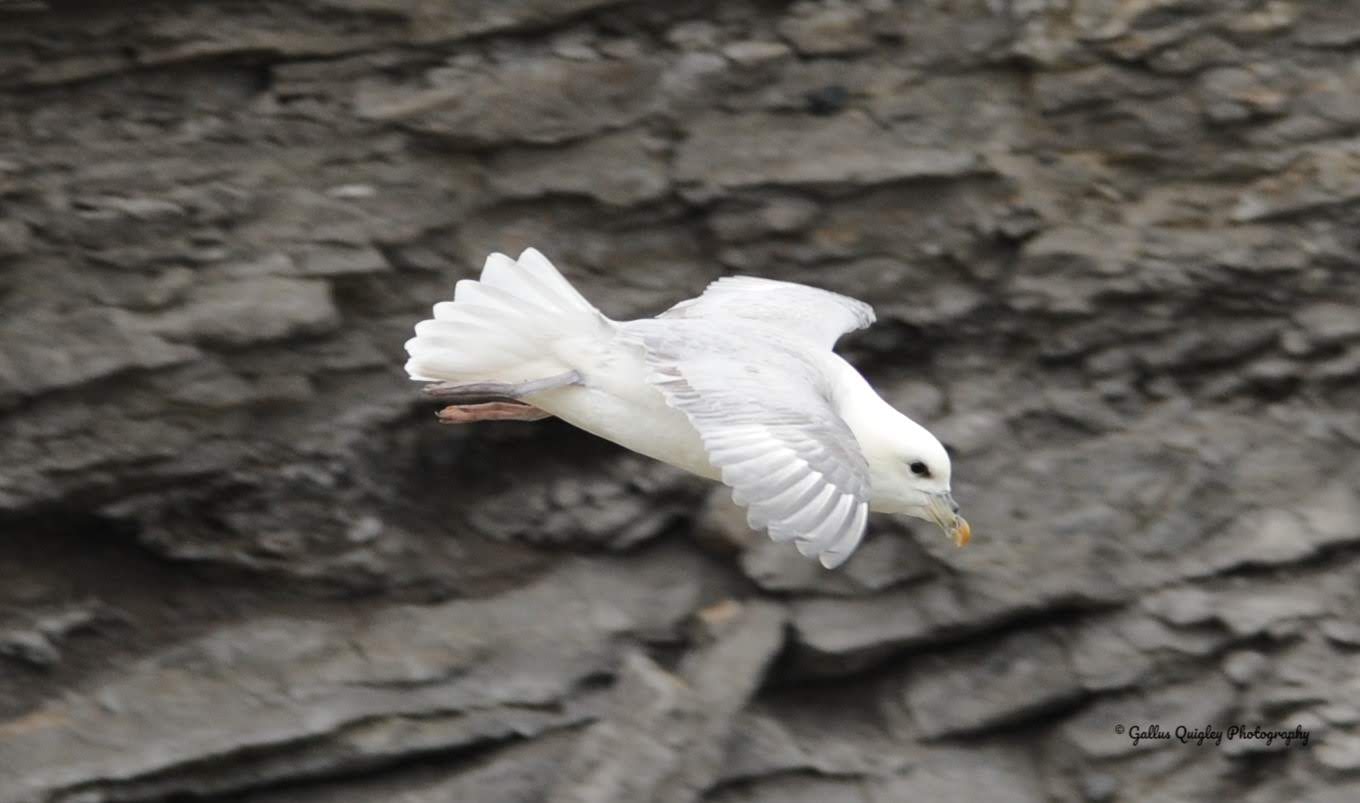 Northern Fulmar