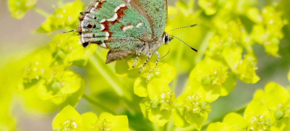 Juniper Hairstreak Photo by Rebecca Smith