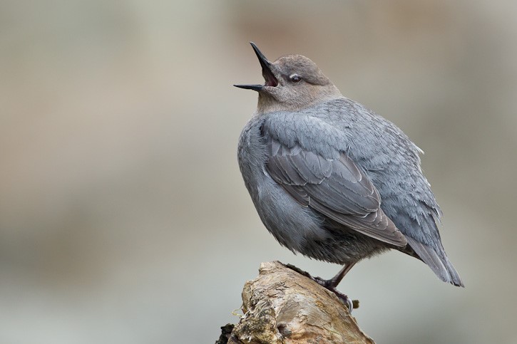 American Dipper