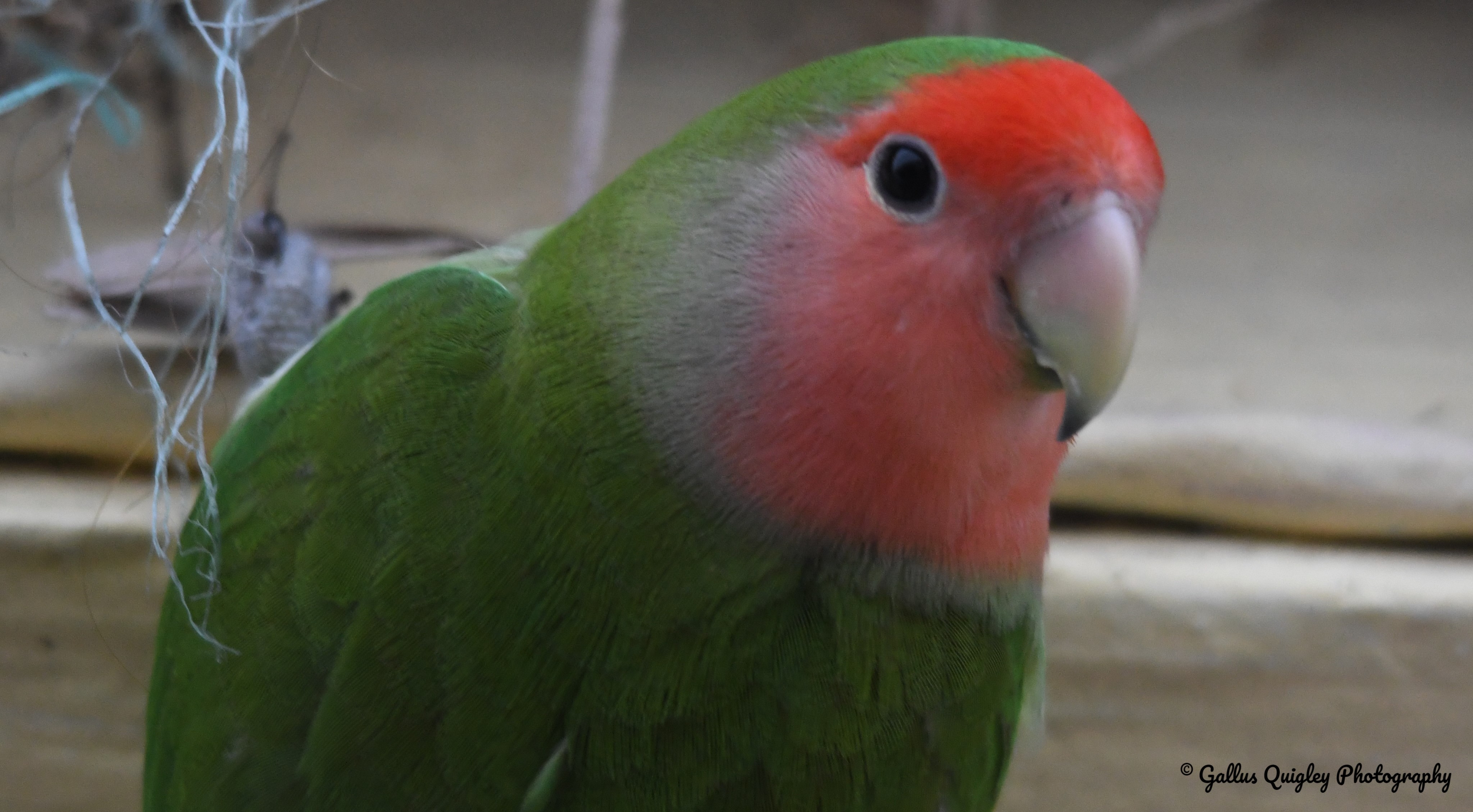 Lovebird (1)