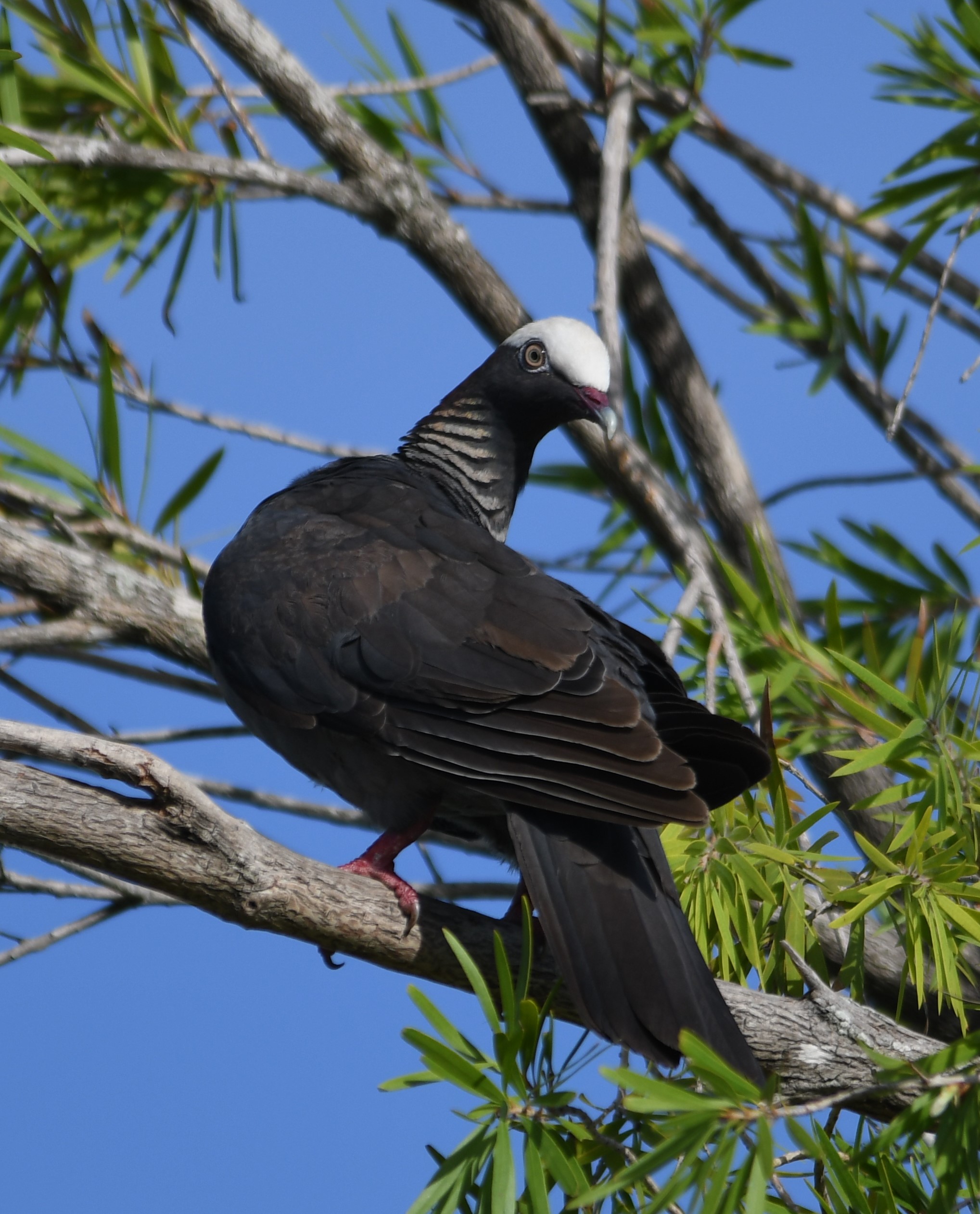 White-crowned Pigeon