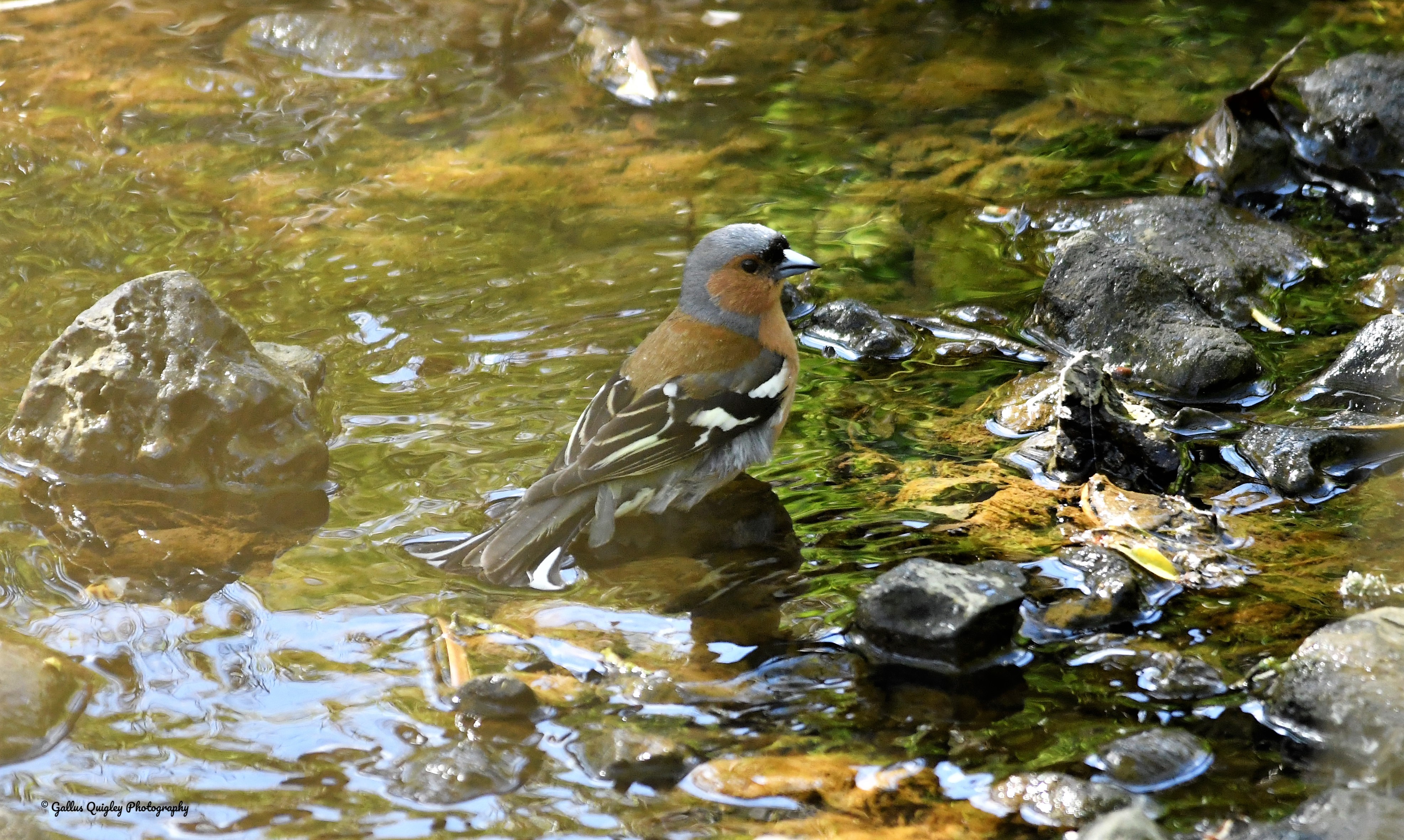 Common Chaffinch