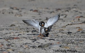 Common Ringed Plover