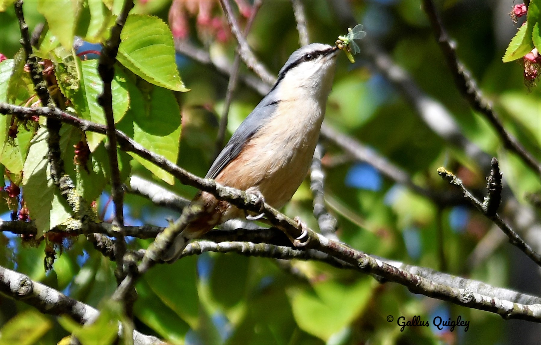 Eurasian Nuthatch