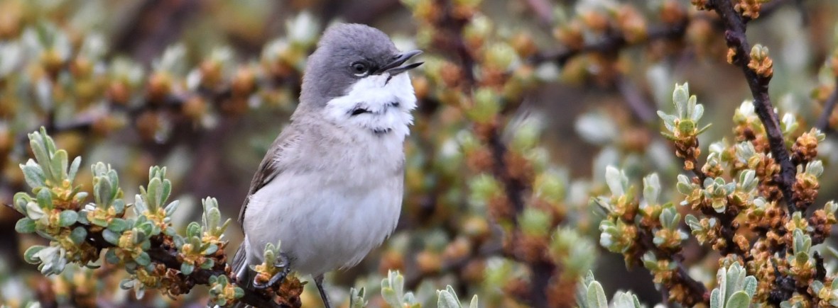 Greater Whitethroat