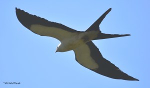 Swallow-tailed Kite