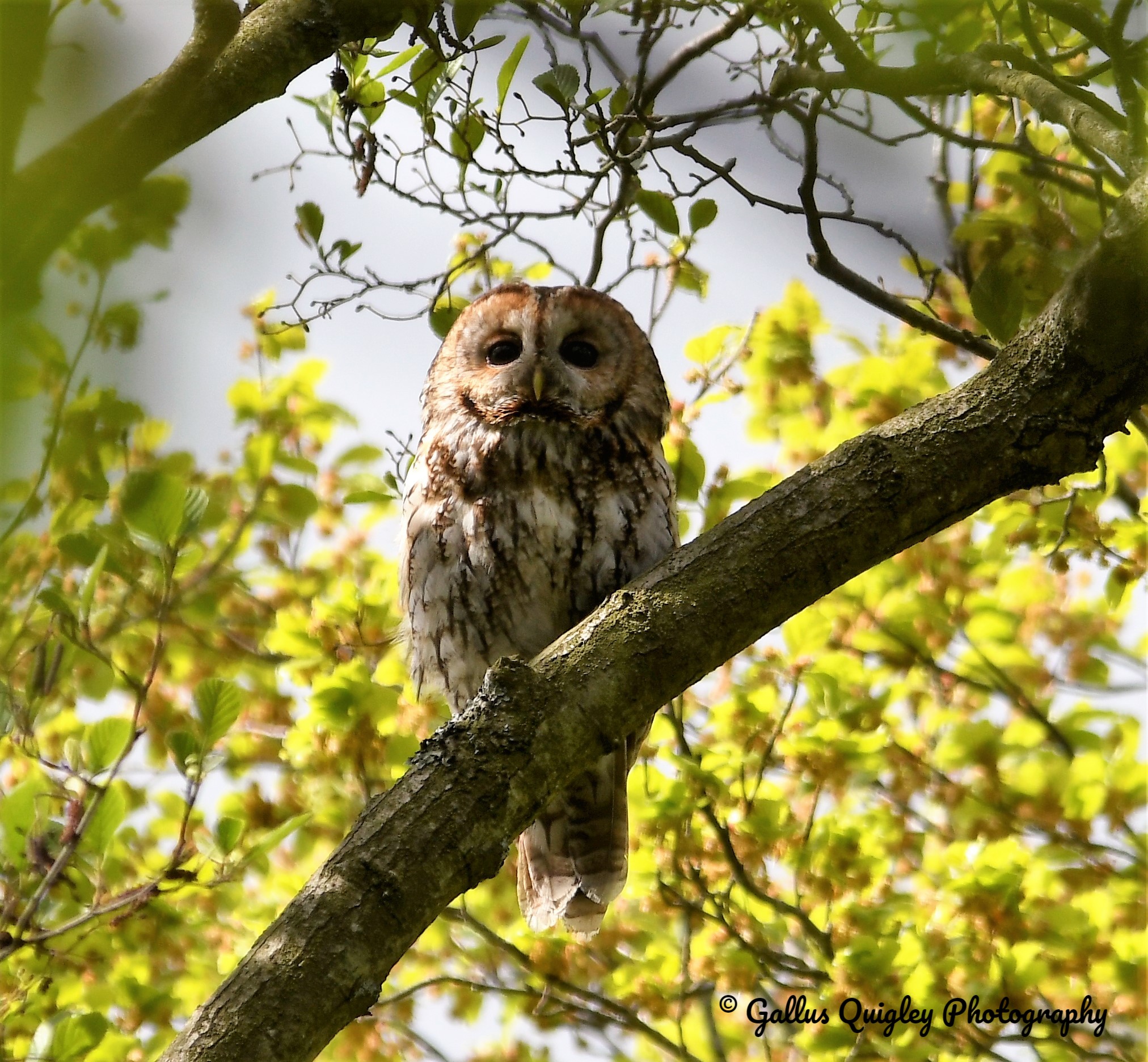 Tawny Owl