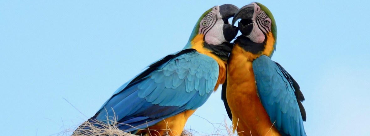 Blue and Yellow Macaw