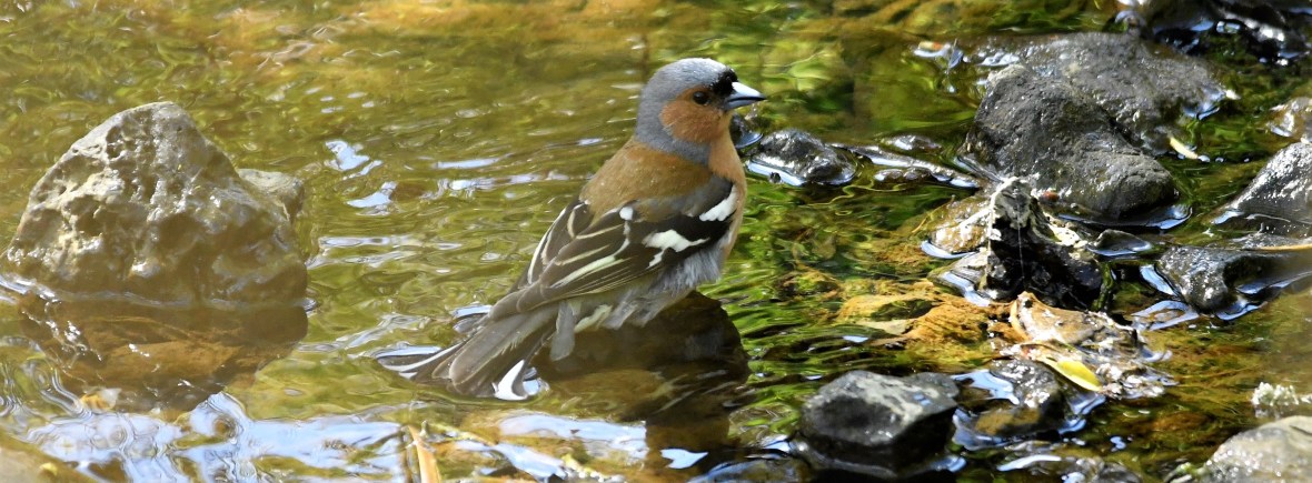 Common Chaffinch