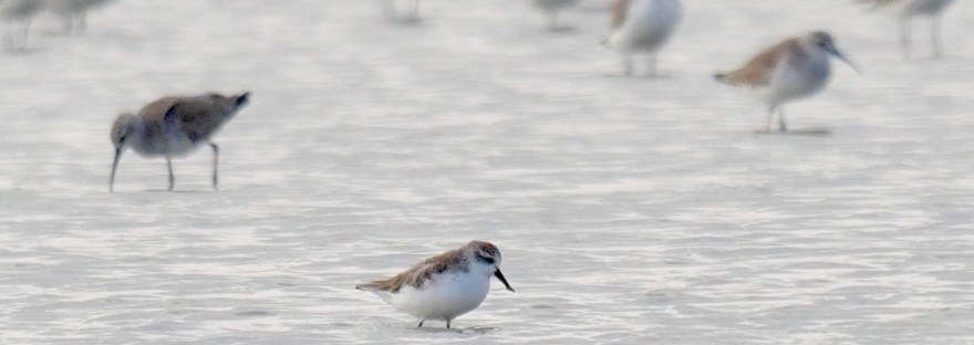 Spoon-billed Sandpiper