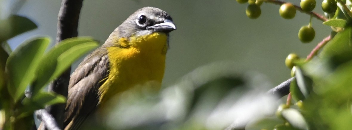 Yellow-breasted Chat (Western)