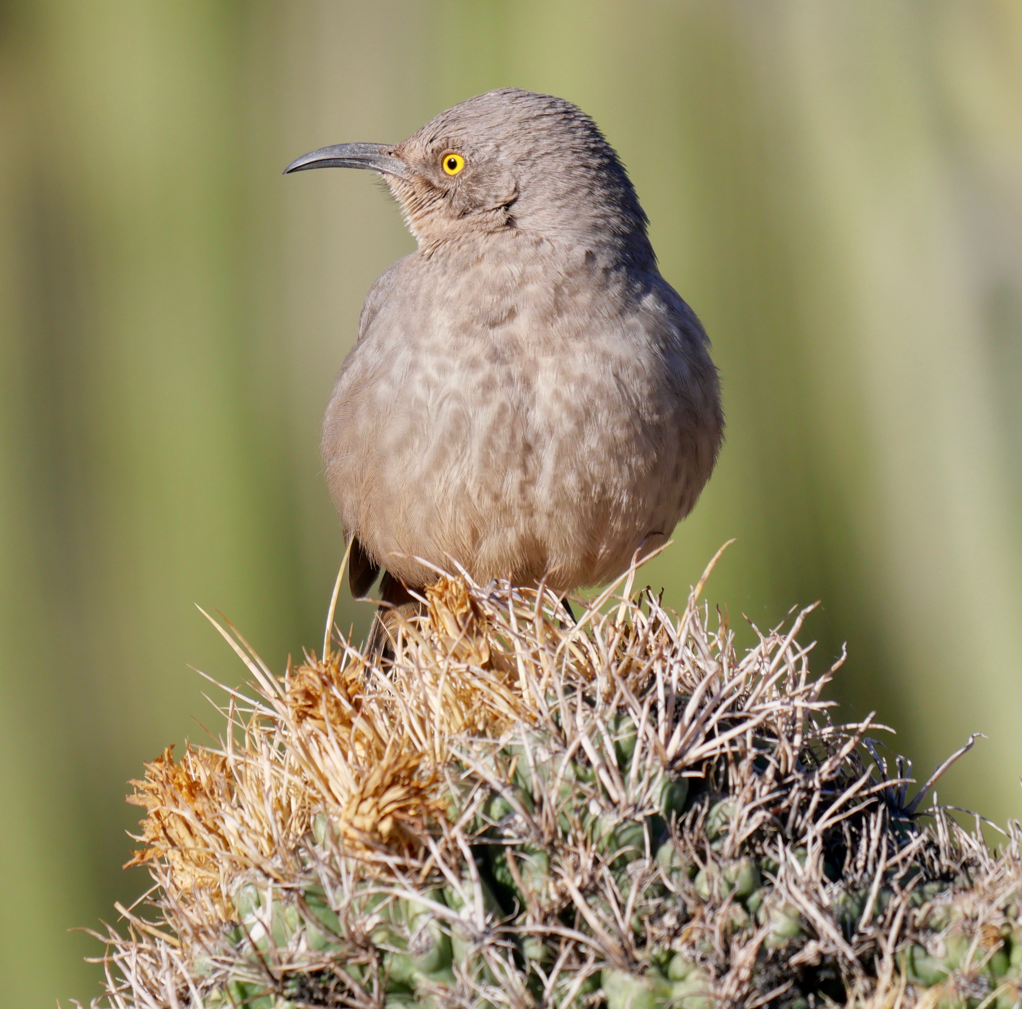 Curve-billed Thrasher