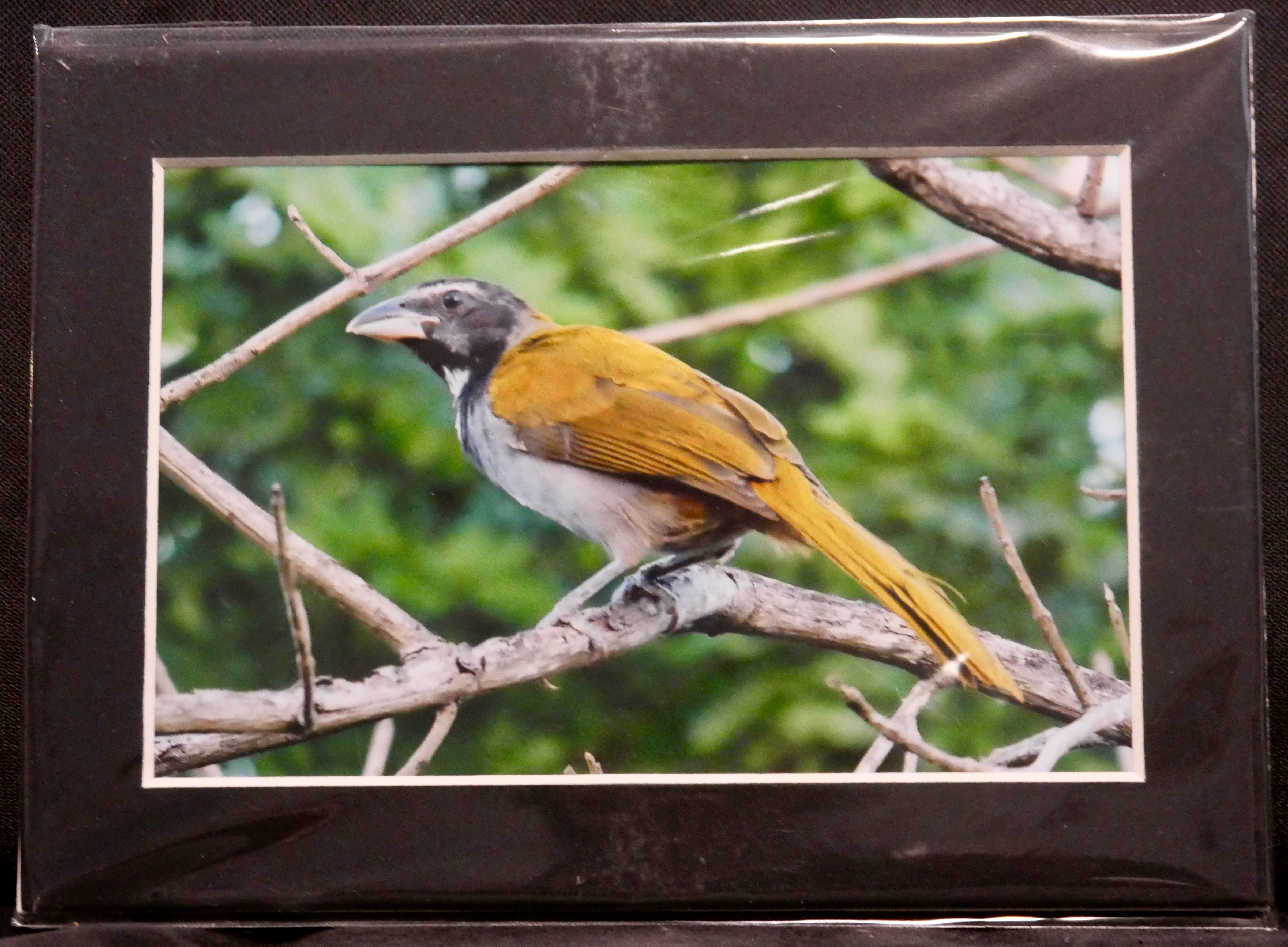 Black-headed Saltator