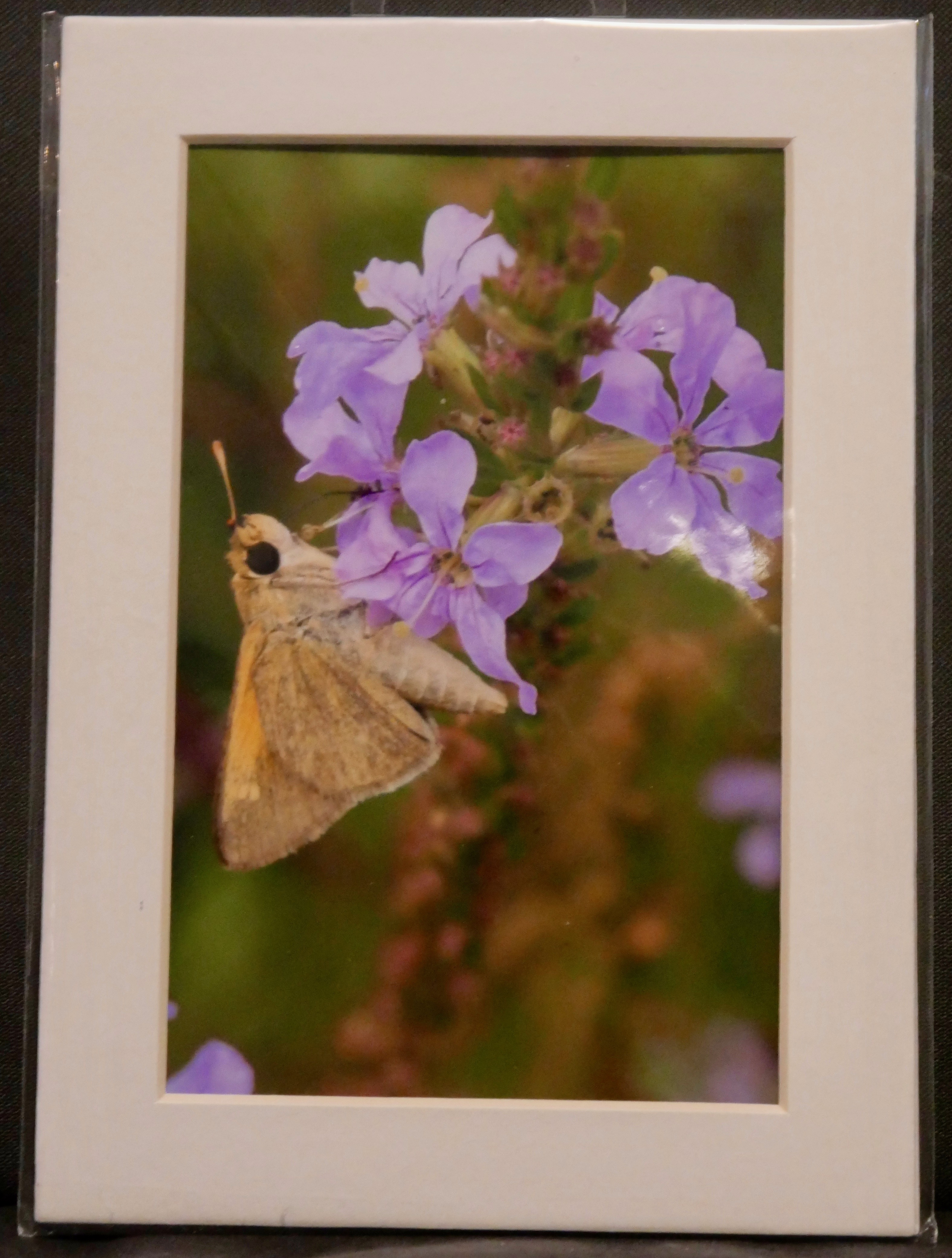 Tawny-edged Skipper on Loosestrife