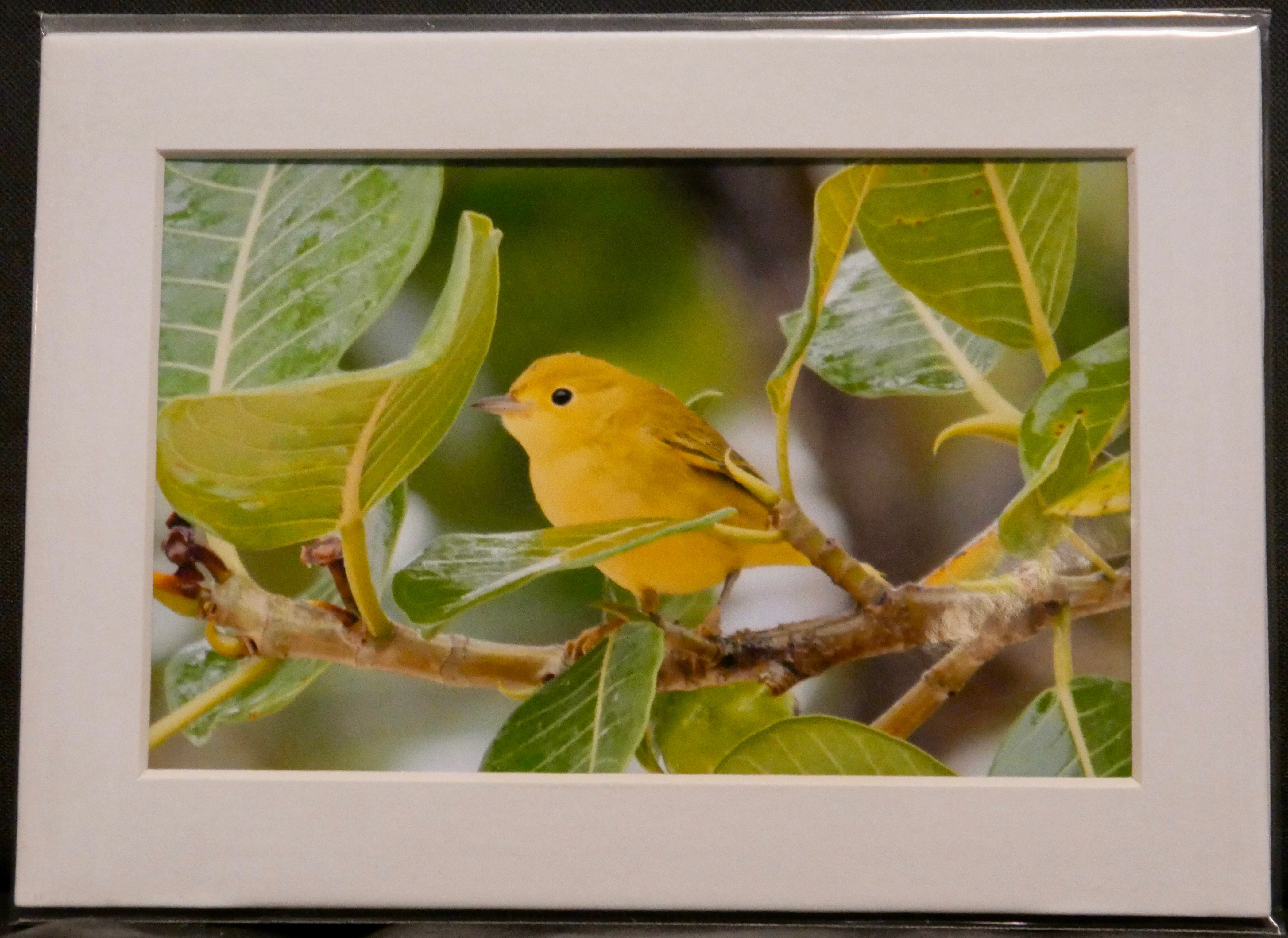 Yellow Warbler