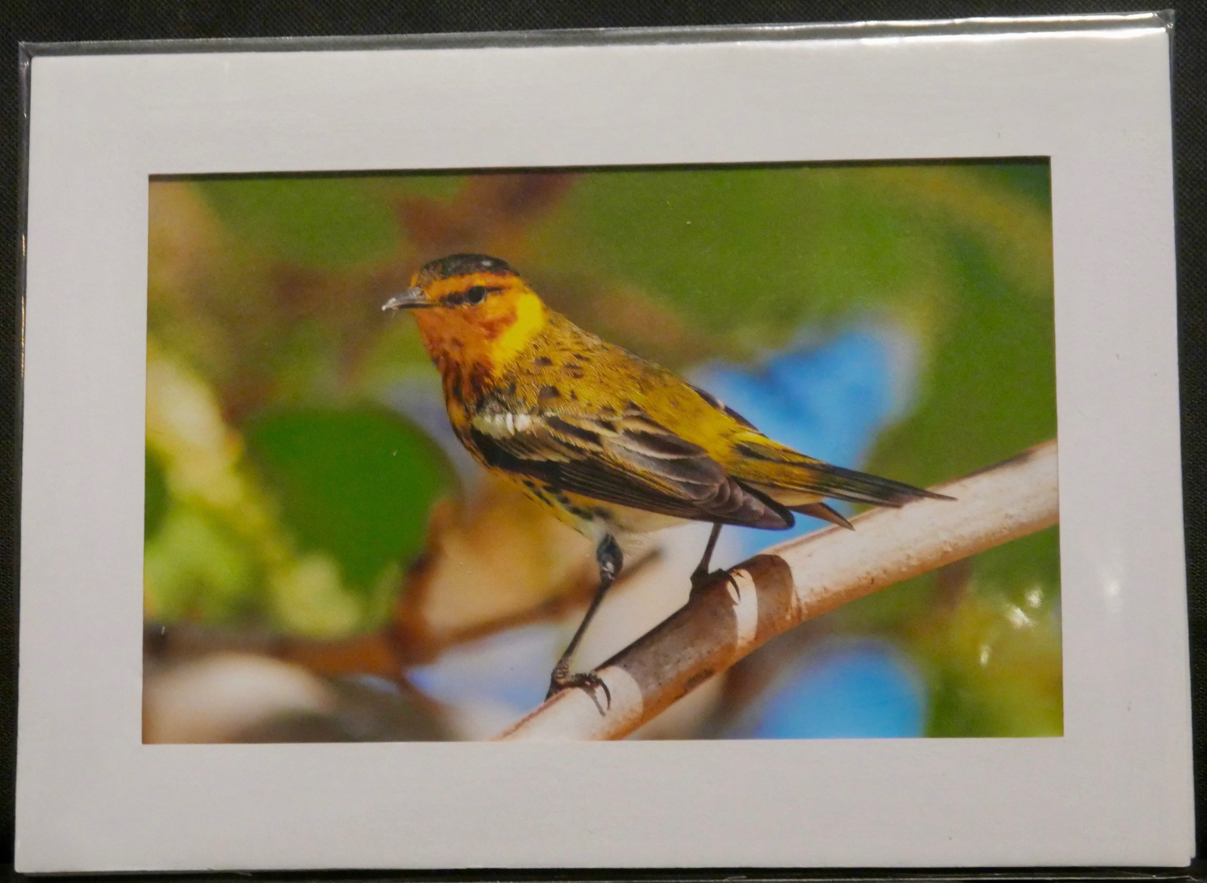 Cape May Warbler