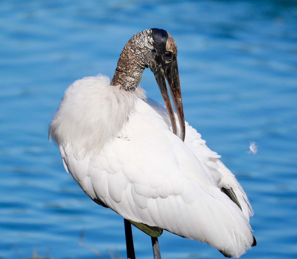 Wood Stork
